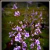Kwitnące minutissima / flowering